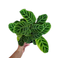 Zebrina